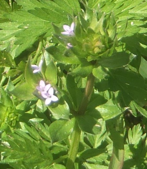 Sherardia arvensis